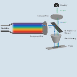 Microscopie à fluorescence