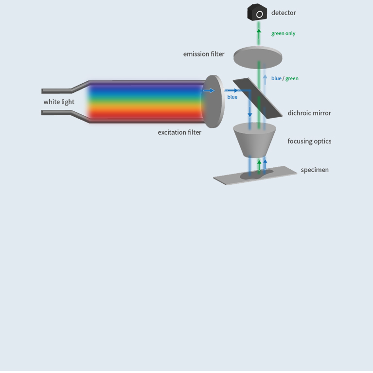 Fluorescence Microscopy